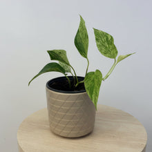 Load image into Gallery viewer, Marble Queen Pothos
