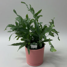 Load image into Gallery viewer, Blue Star in Pink Pot
