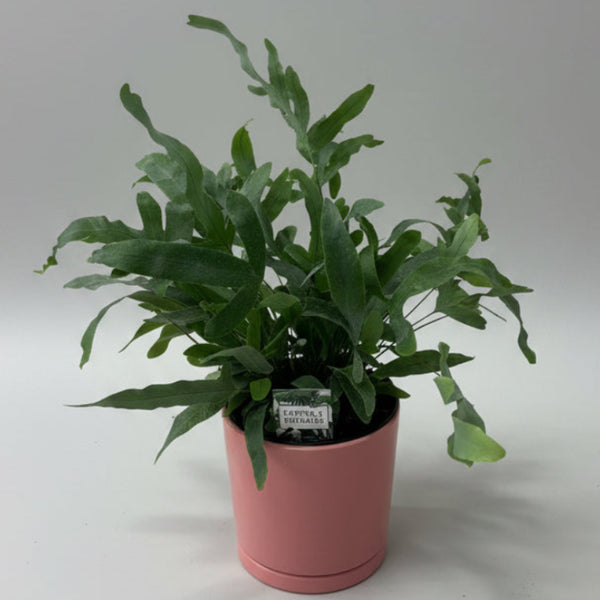 Blue Star in Pink Pot
