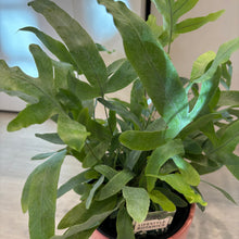 Load image into Gallery viewer, Blue Star in a Ceramic Pot
