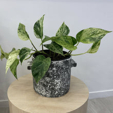 Load image into Gallery viewer, Marble Queen Pothos

