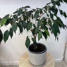 Load image into Gallery viewer, Ficus Danielle - House Plant
