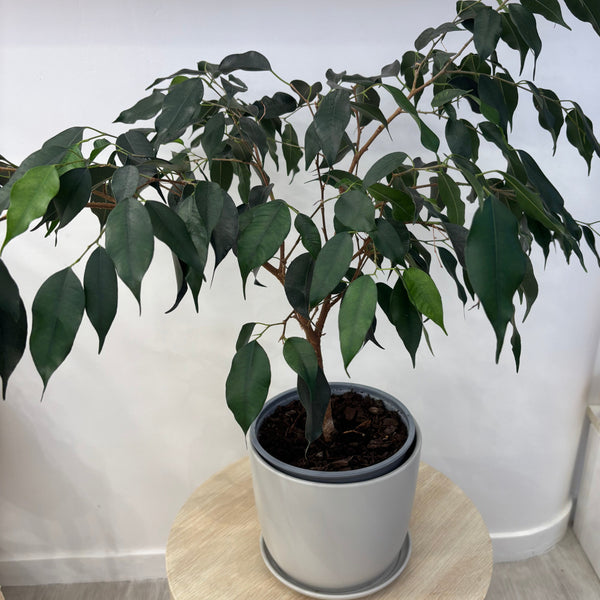 Ficus Danielle - House Plant