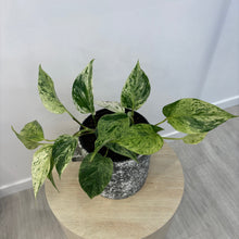 Load image into Gallery viewer, Marble Queen Pothos
