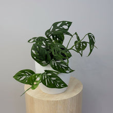 Load image into Gallery viewer, Monkey Mask ( Monstera adasonii, Swiss cheese)
