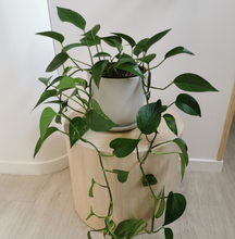Load image into Gallery viewer, Golden Pothos Plant
