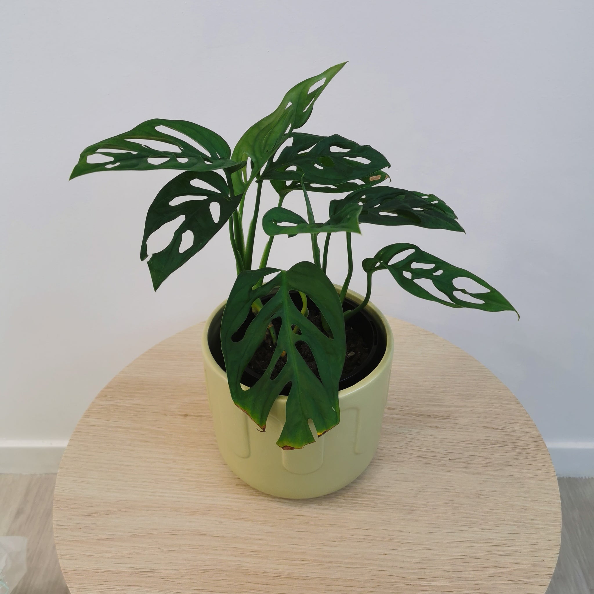 monstera adansonii nz Monkey Mask Plant - Monstera Adansonii 20cm | Swiss Cheese Plant