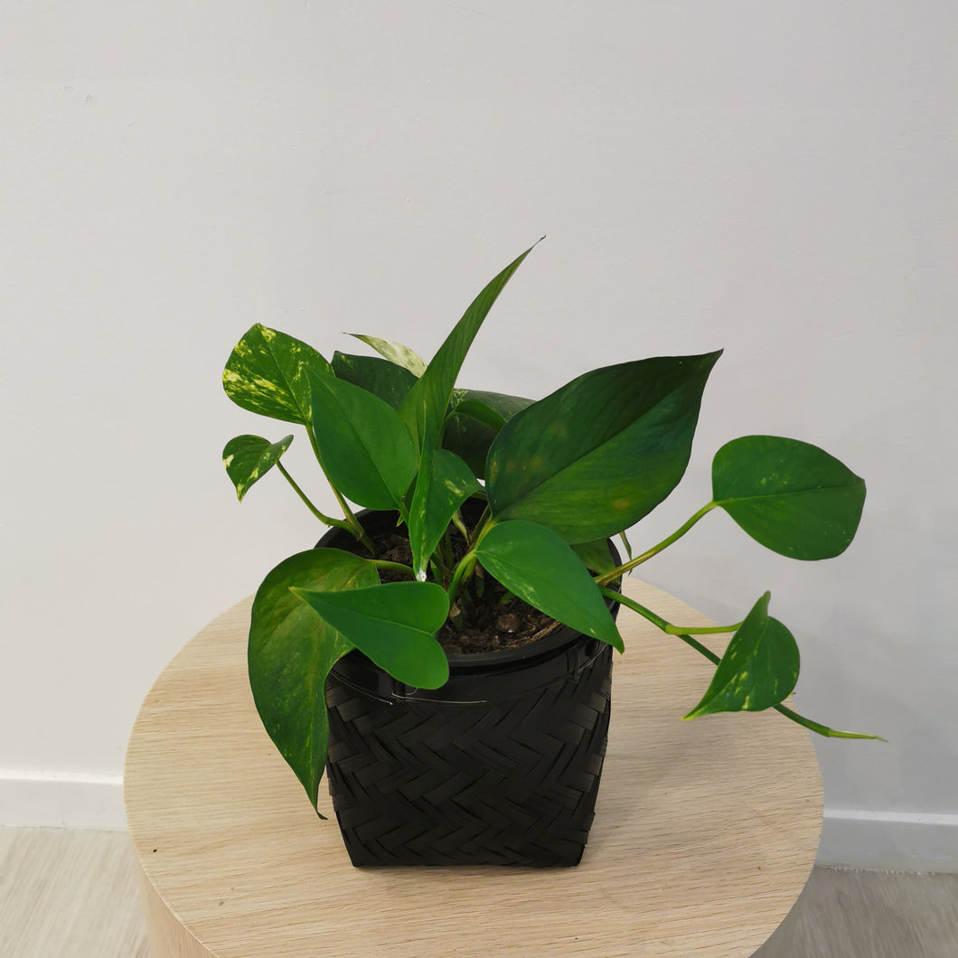 Golden Pothos Plant