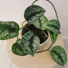 Load image into Gallery viewer, Satin Pothos - in Beige Pot
