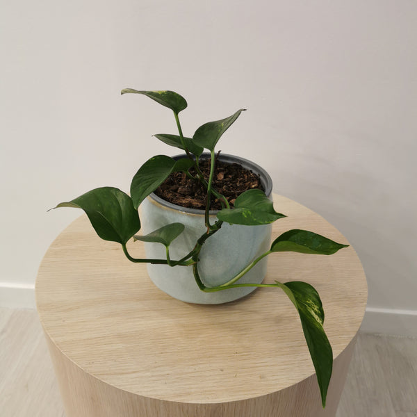 Golden Pothos Plant