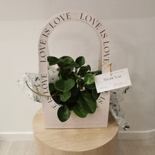 Load image into Gallery viewer, Spoonleaf Peperomia - In Gift Bag
