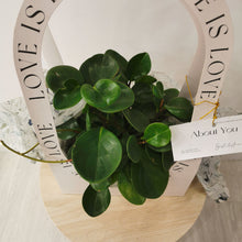 Load image into Gallery viewer, Spoonleaf Peperomia - In Gift Bag
