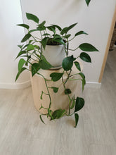 Load image into Gallery viewer, Golden Pothos Plant

