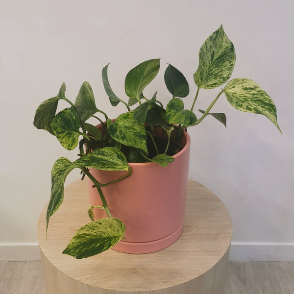 Marble Queen Pothos In Salmon Pot