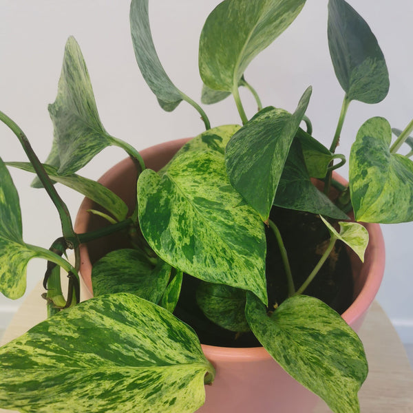 Marble Queen Pothos In Salmon Pot