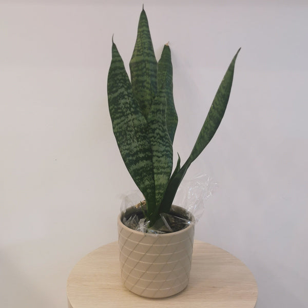 Snake Plant in Beige Pot