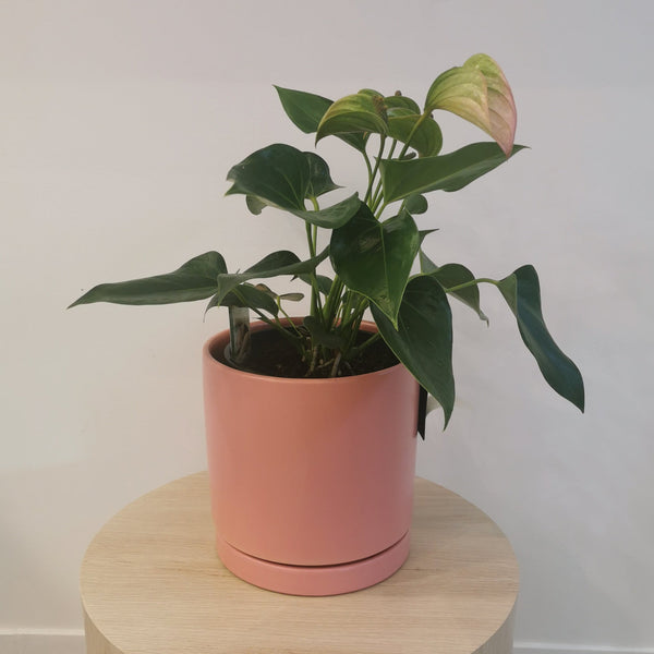 Flamingo Lily - in Ceramic Pot