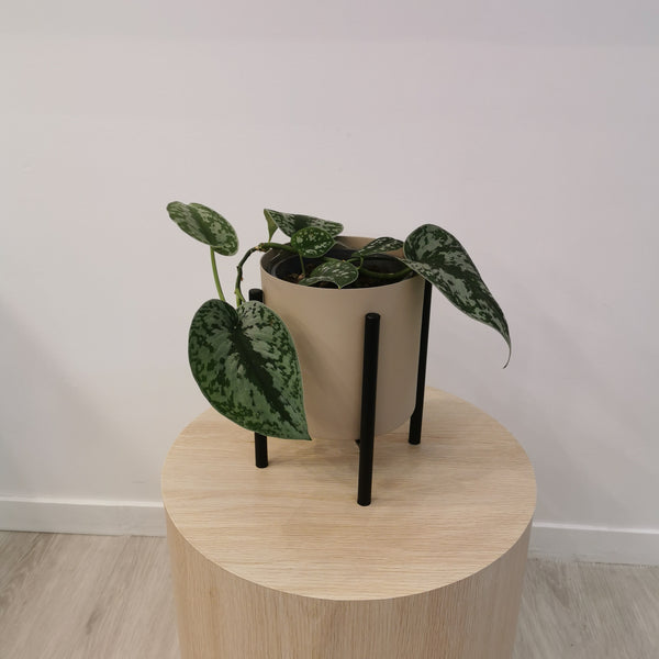 Satin Pothos