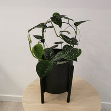 Load image into Gallery viewer, Satin Pothos
