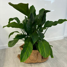 Load image into Gallery viewer, Peace Lily Plant
