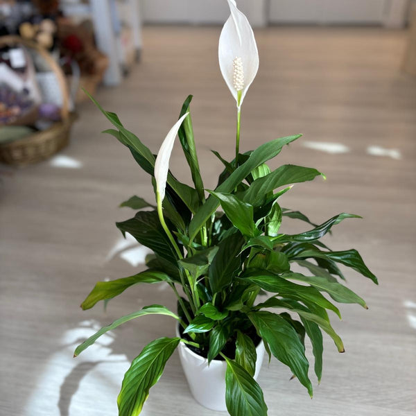 Peace Lily Plant