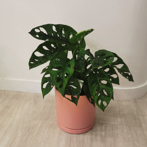 Monkey Mask ( Monstera adasonii, Swiss cheese)