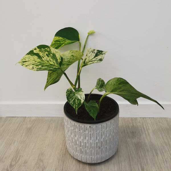 Marble Queen Pothos In Concrete pot