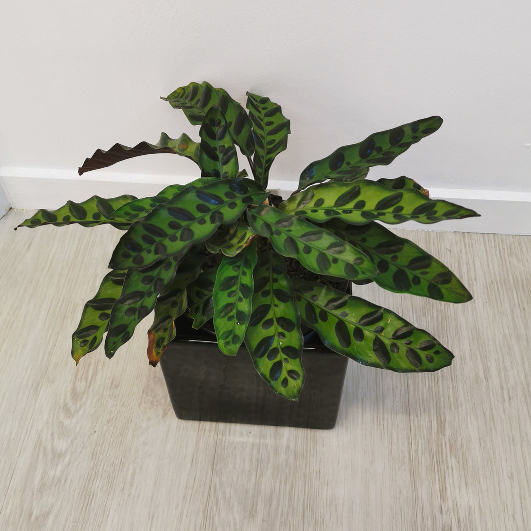 Rattlesnake plant (Goeppertia insignia) in Black Ceramic Pot