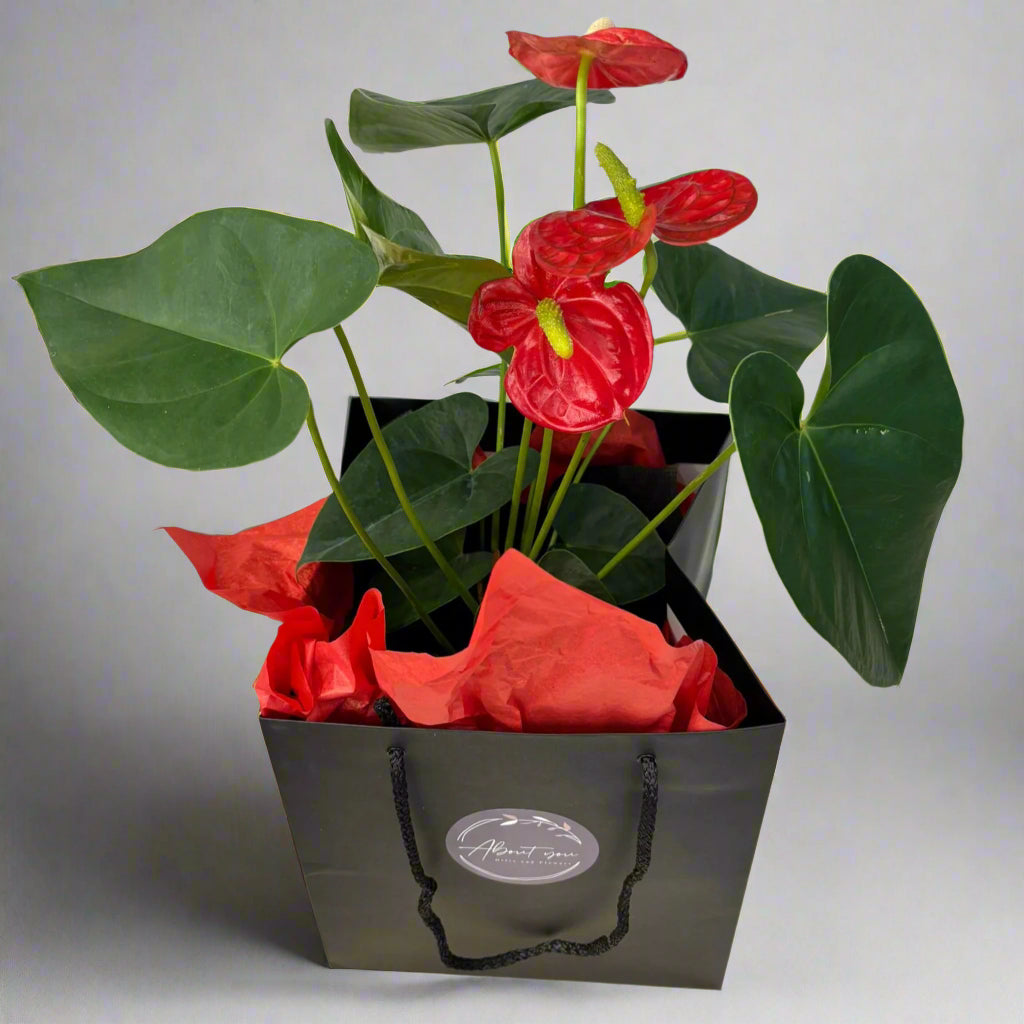 Red Anthurium in Gift Bag