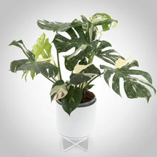 Load image into Gallery viewer, Monstera - Thai Constellation
