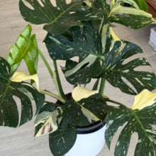 Load image into Gallery viewer, Monstera - Thai Constellation

