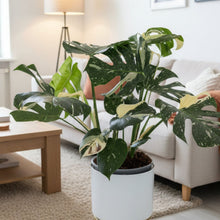Load image into Gallery viewer, Monstera - Thai Constellation
