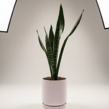 Load image into Gallery viewer, Snake Plant in Ceramic Pot
