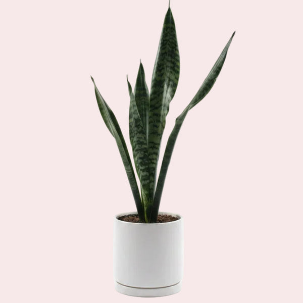 Snake Plant in Ceramic Pot