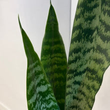 Load image into Gallery viewer, Snake Plant in Ceramic Pot
