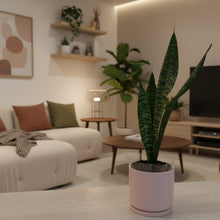 Load image into Gallery viewer, Snake Plant in Ceramic Pot
