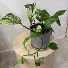 Load image into Gallery viewer, Marble Queen Pothos
