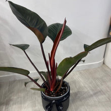 Load image into Gallery viewer, Sun Red Philodendron - in ceramic pot
