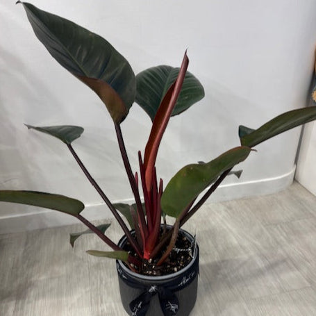 Sun Red Philodendron - in ceramic pot