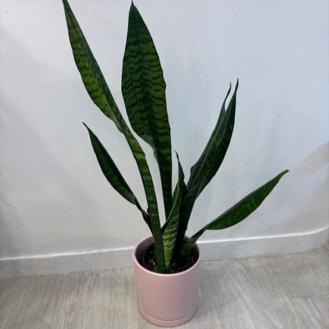 Snake Plant in Beige Pot