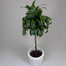 Load image into Gallery viewer, Dracaena in Concrete Pot
