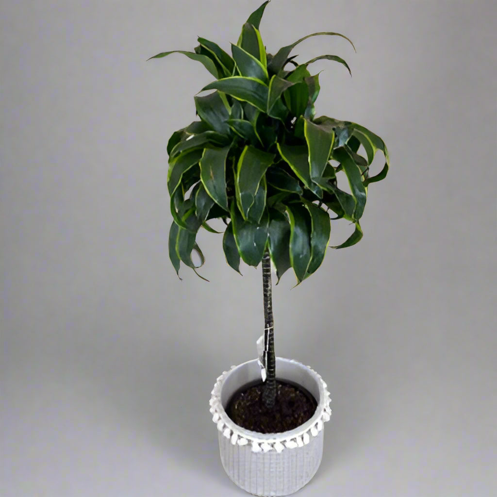 Dracaena in Concrete Pot