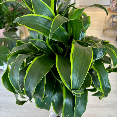 Dracaena in Concrete Pot