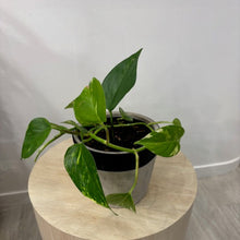 Load image into Gallery viewer, Golden Pothos Plant
