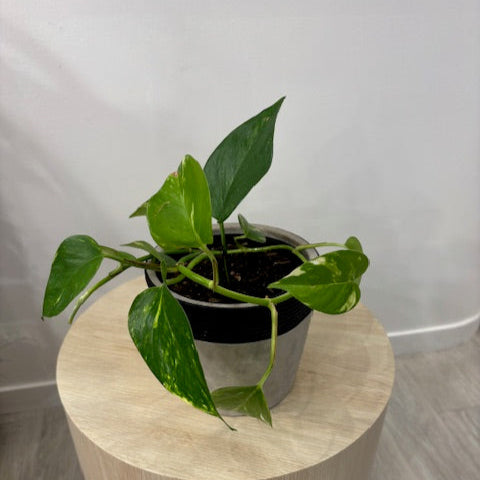 Golden Pothos Plant