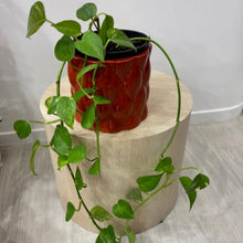 Load image into Gallery viewer, Golden Pothos Plant
