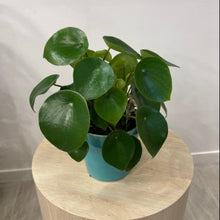 Load image into Gallery viewer, Spoonleaf Peperomia - In Ceramic Pot
