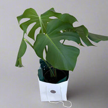 Load image into Gallery viewer, Monstera Deliciosa In a Gift Bag
