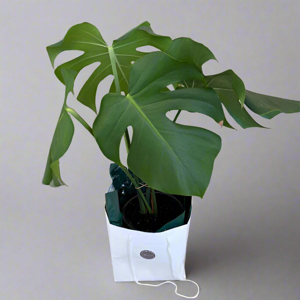 Monstera Deliciosa In a Gift Bag