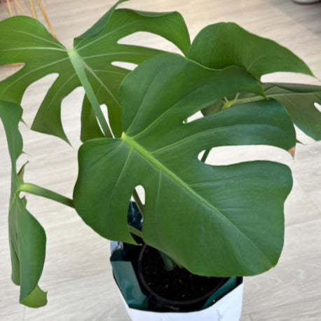 Monstera Deliciosa In a Gift Bag